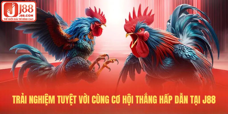 Cách chơi đá gà online đem đến trải nghiệm tuyệt vời cùng cơ hội thắng hấp dẫn