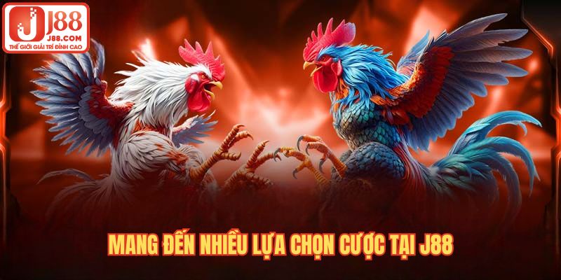 Cách chơi đá gà online mang đến nhiều lựa chọn cược để tối ưu lợi nhuận