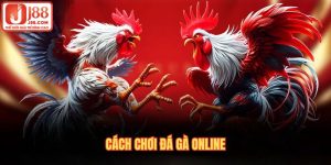 Cách chơi đá gà online tại J88