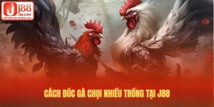 Cách đúc gà chọi nhiều trống tại J88