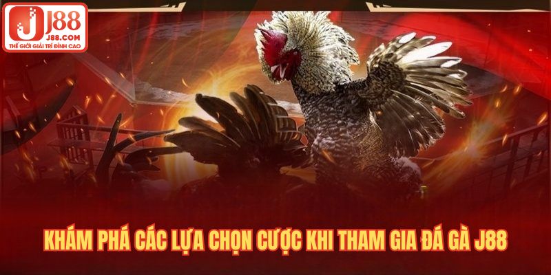 Khám phá các lựa chọn cược khi tham gia đá gà J88